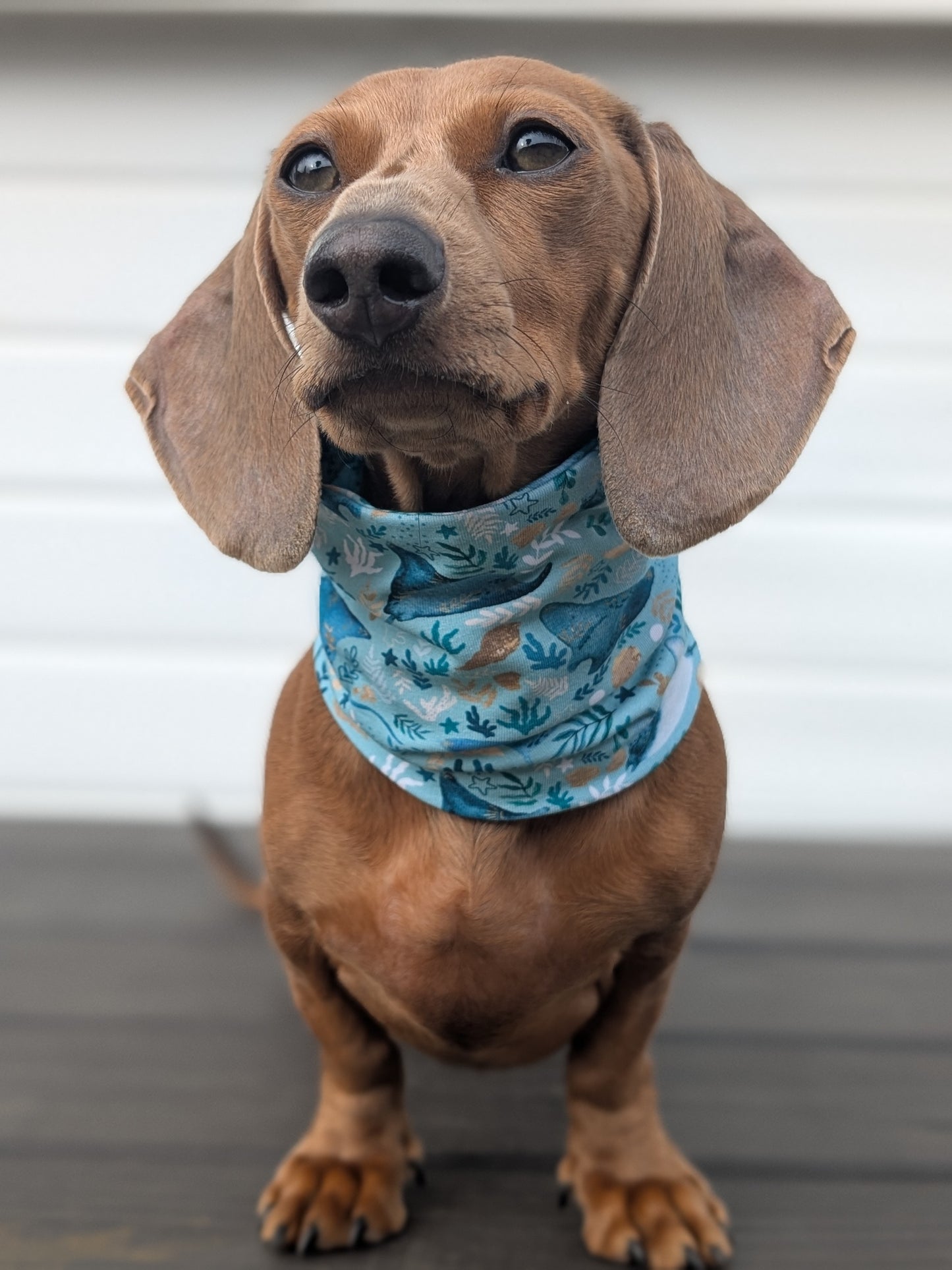 Manta Meadows Snood