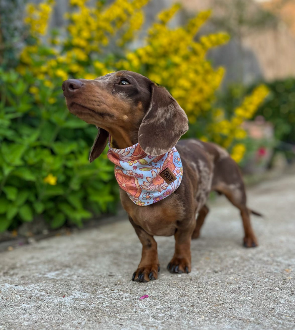 Citrus Daisies Snood (EXCLUSIVE)
