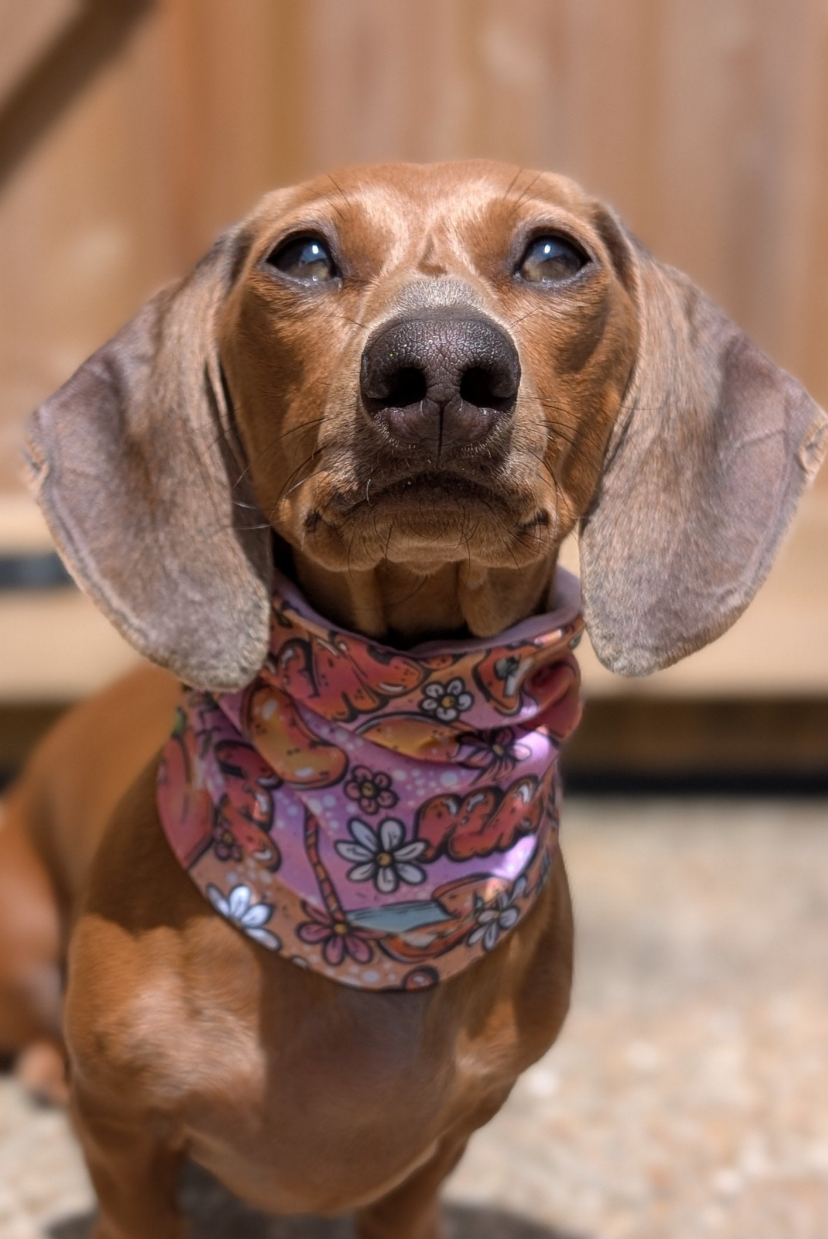 Peachy Tea Snood (EXCLUSIVE)