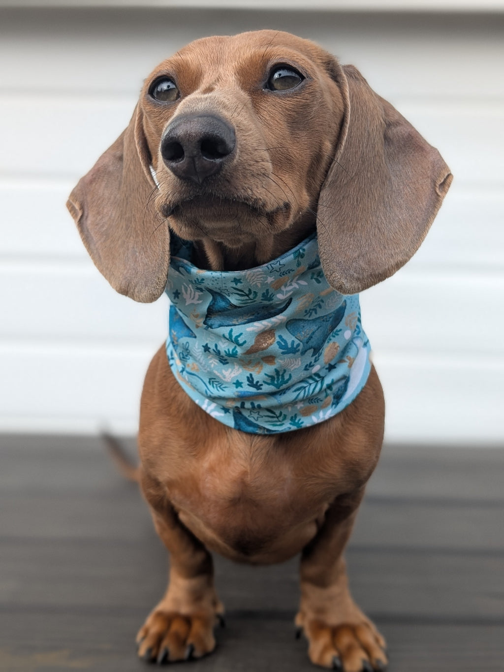 Manta Meadows Snood