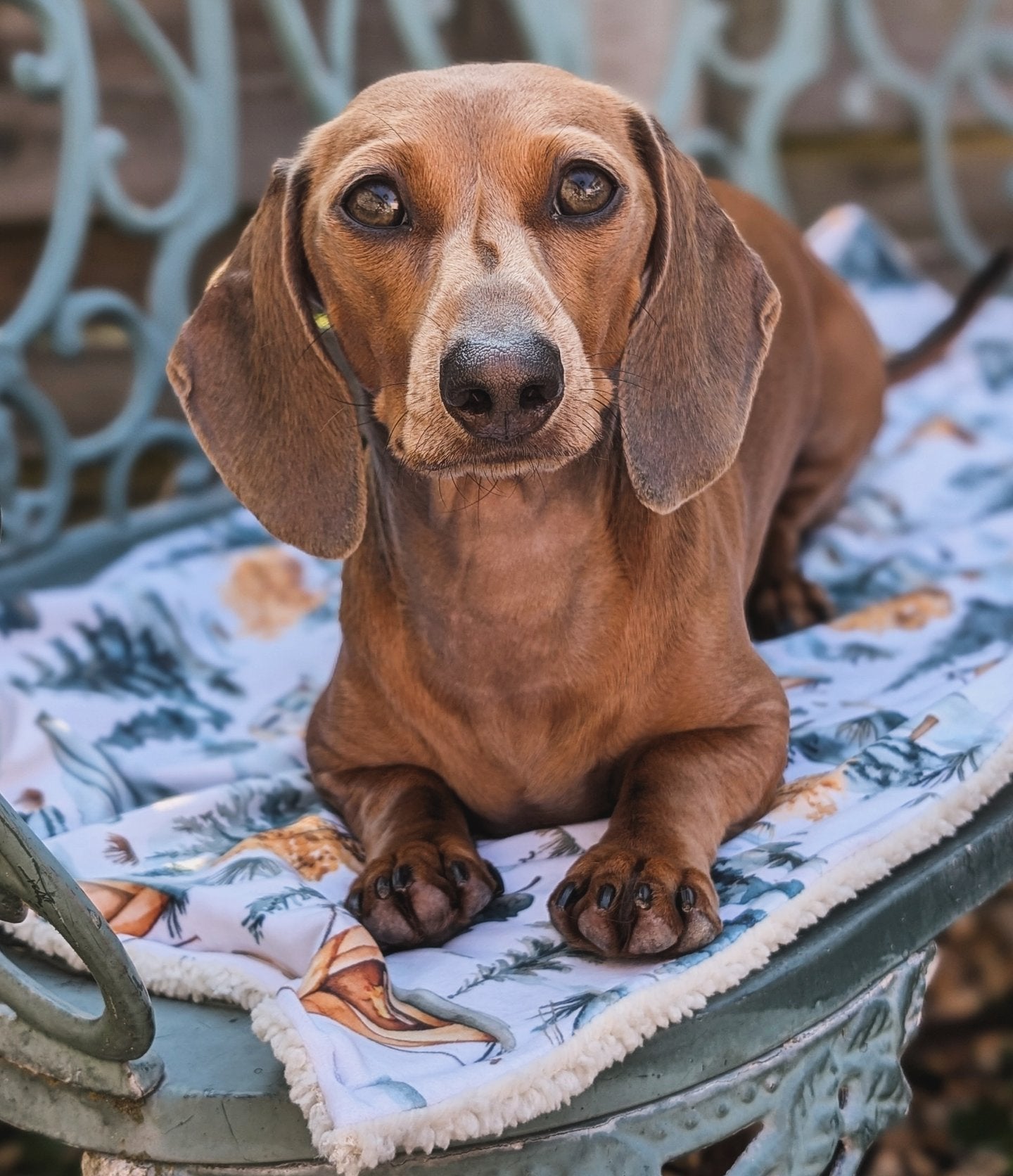 Wild Camp Dog Blanket (PRE-ORDER)