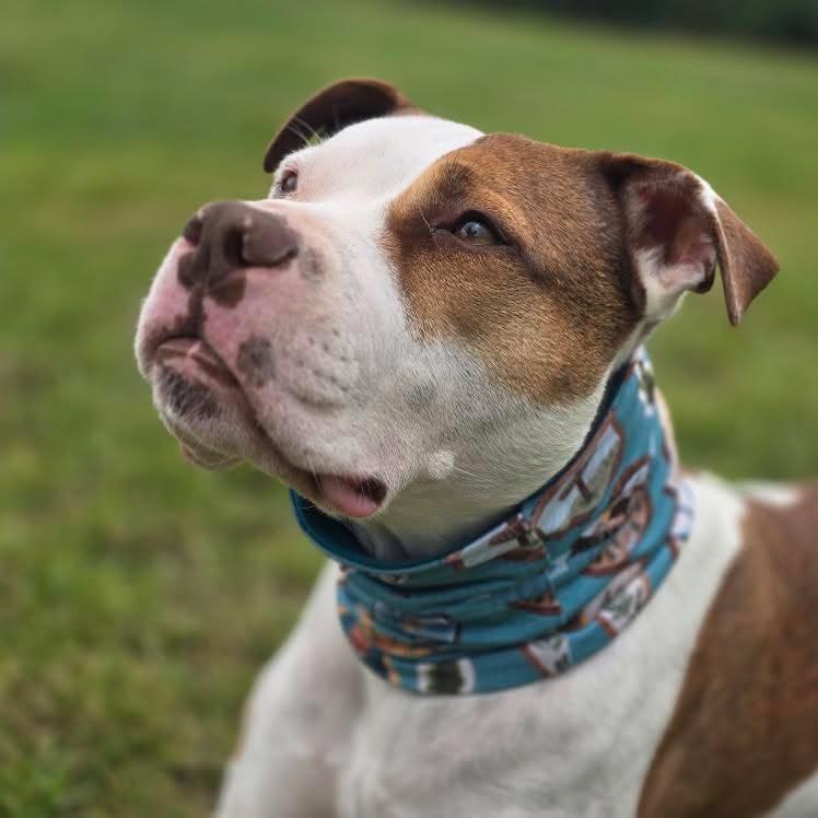 Adventure Badges Snood